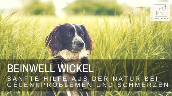 Beinwell Wickel sind eine tolle Möglichkeit, Linderung bei Gelenkproblemen beim Hund zu lindern. Wie du ihn herstellst, fasse ich dir im Artikel zusammen.
