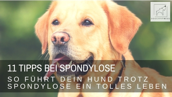 Ich verrate dir wichtige Alltagstipps bei Spondylose, mit denen du deinem Hund das Leben enorm erleichterst und seine Lebensqualität steigerst.