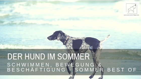 Der Hund im Sommer - worauf die achten solltest, wie du ihn richtig bewegst, alle Fakten zum Thema Schwimmen und Beschäftigungsideen findest du hier!