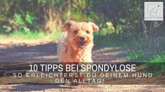 Es gibt viele Möglichkeiten deinem Hund den Alltag zu erleichtern, wenn er unter Spondylose leidet. Ich gebe dir 10 unverzichtbare Tipps!