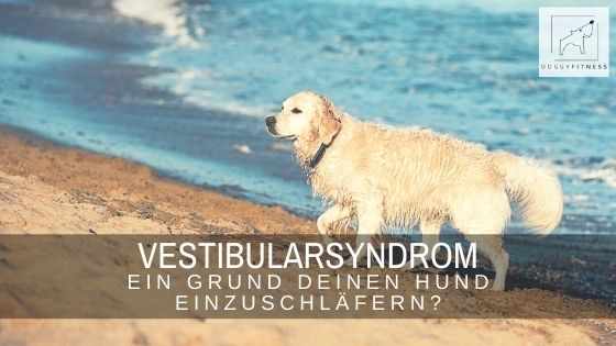 Besonders ältere Hunde erkranken plötzlich an einem Vestibularsyndrom. Doch ist es ein Grund den Hund einzuschläfern? Ganz klar nein!