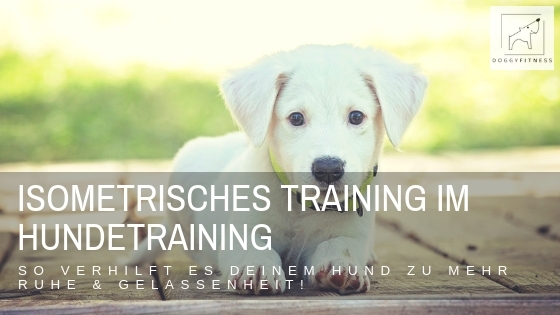 Isometrisches Training im Hundetraining kann eine tolle Unterstützung sein, dem Hund Sicherheit und Ruhe zu geben und damit er in sein Gleichgewicht kommt.