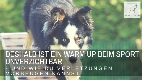 Blogtitel Doggy Fitness Warm Up beim Sporthund - deshalb ist es so wichtig und so baust du es richtig auf