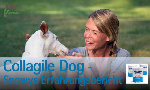 Collagile Dog Erfahrung Kollagenpeptide Hund Doggy Fitness