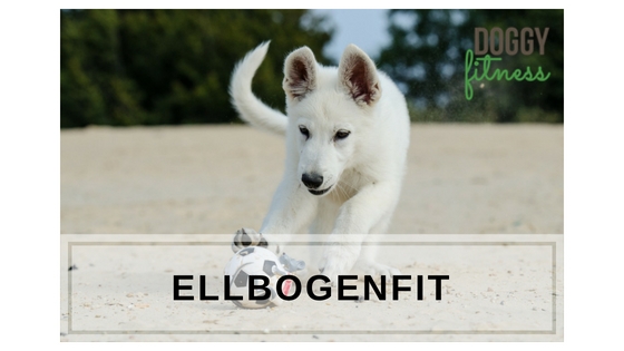 ELLBOGENFIT - aktive Übungen bei Ellbogenerkankungen wie Ellbogendysplasie, IPA und FPC