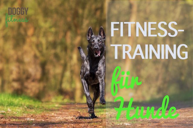 Fitnesstraining für Hunde Doggy Fitness Übungen Hund