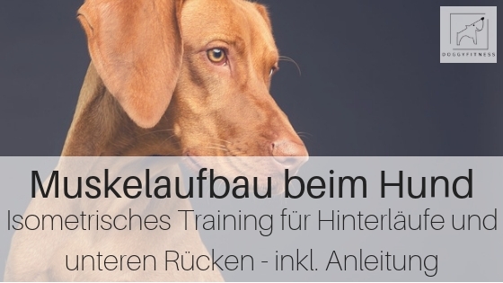 Muskelaufbau Hund: Isometrisches Training für Hinterläufe und den unteren Rücken