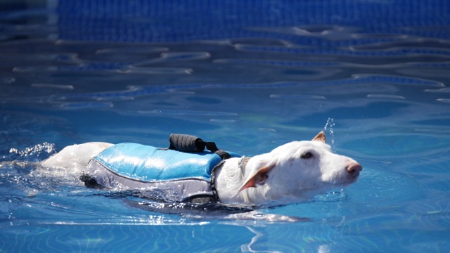 Doggy Fitness - Schwimmweste für den Hund