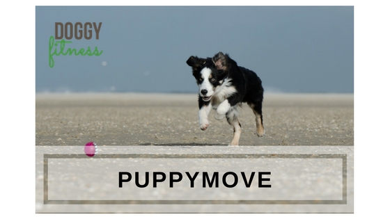 PuppyMove Aktive Übungen, Balance, Koordination und Körpergefühl Training für Junghunde