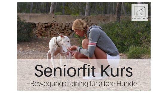 SeniorFit Produktbild - Bewegungstraining für ältere Hunde