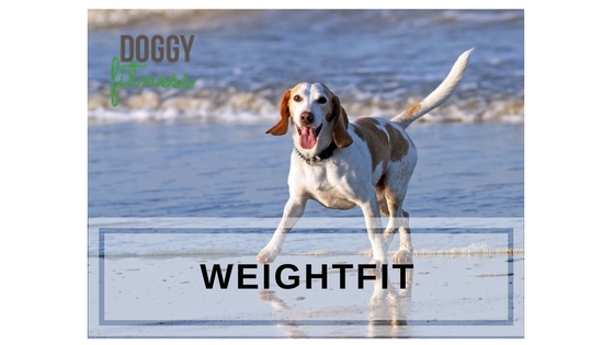 Weightfit Online Video Kurs für den übergewichtigen Hund - aktive Übungen und Fitness