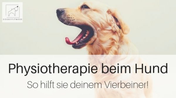 Physiotherapie beim Hund - so hilft sie älteren Hunden, bei Gelenkerkrankungen. Sporthunden etc.