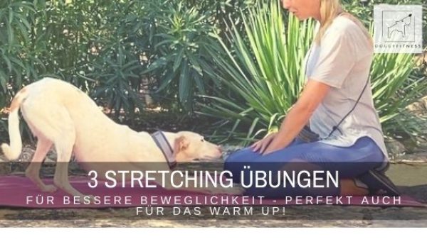 Diese 3 Stretching Übungen für deinen Hund kannst du unkompliziert mit deinem Hund durchführen, um ihm zu mehr Beweglichkeit zu verhelfen.