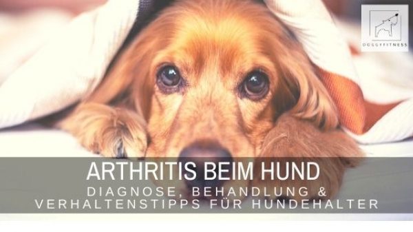 Arthritis beim Hund ist eine entzündliche Gelenkerkrankung, die unbehandelt zum Tod führen kann. So wird sie diagnostiziert und behandelt.