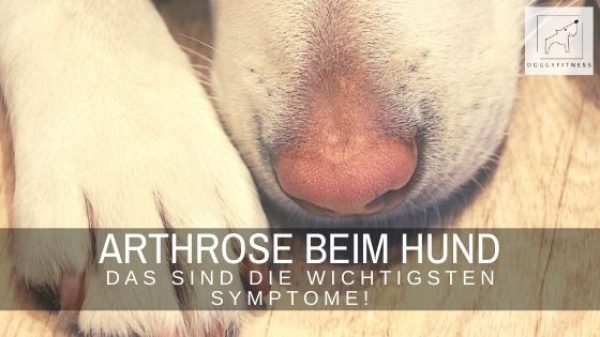Arthrose beim Hund ist eine der häufigsten Gelenkerkrankungen. Damit sie frühzeitig erkannt wird, erfährst du hier die häufigsten Symptome.
