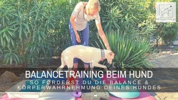 Balancetraining beim Hund ist in jedem Alters wichtig und sinnvoll. Es trainiert zusätzlich auch das Körpergefühl und die Koordination.