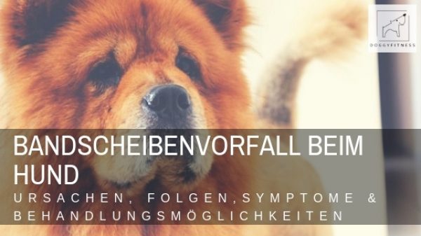 Bandscheibenvorfall beim Hund - Ursachen, Folgen, Symptome & Behandlung