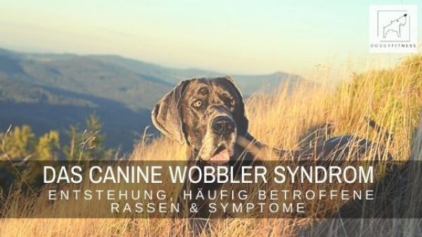 Das Canine Wobbler Syndrom ist eine Erkrankung der Halswirbelsäule. Erfahre alles zur Entstehung, Symptome & häufig betroffenen Rassen.