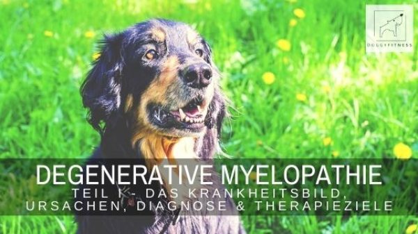 e Degenerative Myelopathie ist eine Erkrankung des Rückenmarks, die eine langsam fortschreitende komplette Lähmung des Hundes verursacht.