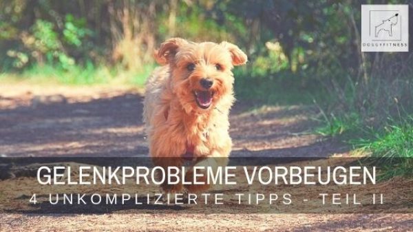 Du möchtest Gelenkprobleme bei deinem Hund vorzubeugen? Im Artikel gebe ich dir vier unkomplizierte Tipps für den Alltag!