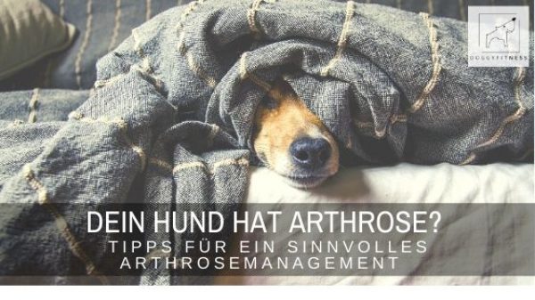 Dein Hund hat Arthrose? - hier findest du wertvolle Infos rund um das Arthrosemanagement beim Hund & was du als Hundehalter tun kannst.