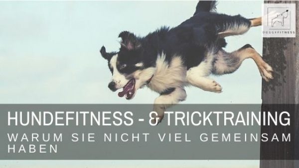 Hundefitness-Training & Tricktraining - dasselbe, ja oder nein?! Ich verrate dir, warum das nicht so ist und was die entscheidenden Unterschiede sind.