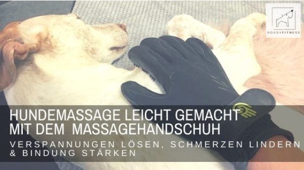 Hundemassage durch den Hundehalter mit einem Massagehandschuh oder einem Massagestriegel ist eine tolle Möglichkeit, Verspannungen und Schmerzen beim Hund zu lindern - so geht´s - inkl. Videoanleitung!