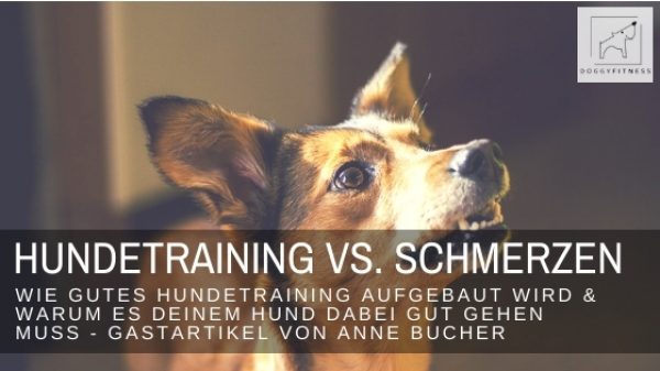 Gutes Hundetraining will sinnvoll aufgebaut sein. Wie das geht und warum es deinem Hund dabei gut gehen muss, erklärt dir Hundetrainerin Anne Bucher.