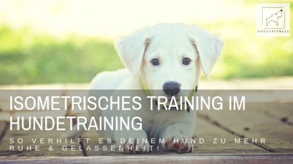 Isometrisches Training im Hundetraining kann eine tolle Unterstützung sein, dem Hund Sicherheit und Ruhe zu geben und damit er in sein Gleichgewicht kommt.