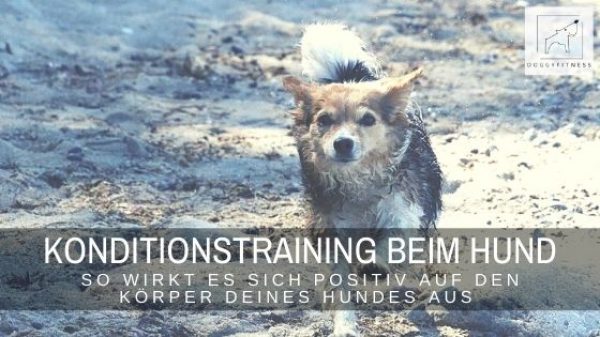 Konditionstraining tut jedem Hund gut: Ein gutes Training zur Förderung von Ausdauer und Kondition ist nicht nur für Sporthunde sinnvoll.