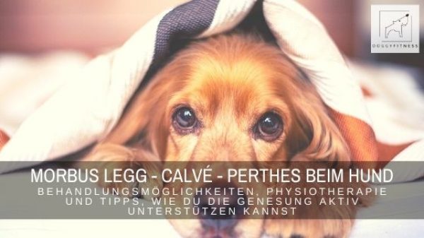 Morbus Legg-Calvé-Perthes beim Hund – hast du schon einmal von der Femurkopfnekrose gehört? Erfahre im Artikel alles über die Behandlungsmöglichkeiten, Physiotherapie und Tipps, wie du die Genesung aktiv unterstützen kannst. Hundegesundheit | Hundekrankheiten | Gelenkerkrankungen Hund | Hüftprobleme Hund | Hundewissen