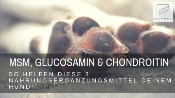 MSM, Glucosamin & Chondroitin bei Gelenkproblemen - so hilft MSM beim Hund und wie du mit Glucosamin und Chondroitin ergänzen kannst!