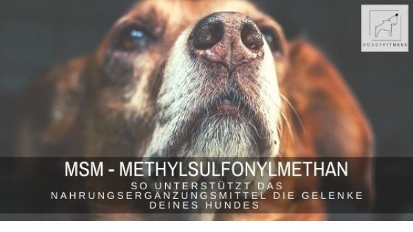 MSM - Methylsulfonylmethan - zur Unterstützung bei Gelenkerkrankungen beim Hund - erfahre hier, was MSM ist und wie es deinem Hund hilft.