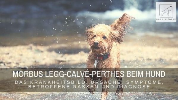 Morbus Legg-Calvé-Perthes beim Hund – das Krankheitsbild, Ursache, Symptome, betroffene Rassen und Diagnose.