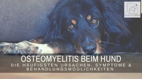 Die Osteomyelitis beim Hund führt unbehandelt zum Tod. Erfahre hier, was die Ursachen sind, die häufigsten Symptome und die Behandlung.