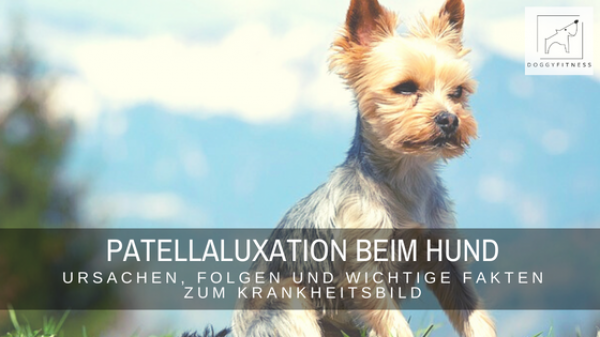 Patellaluxationbeim Hund: das sind die häufigsten Ursachen. Zudem erfährst du, was es für deinen Hund bedeutet.