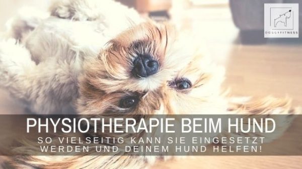 Physiotherapie beim Hund entwickelt sich stetig weiter und kann vielseitig eingesetzt werden. Erfahre hier, für welche Hunde sie sich eignet.