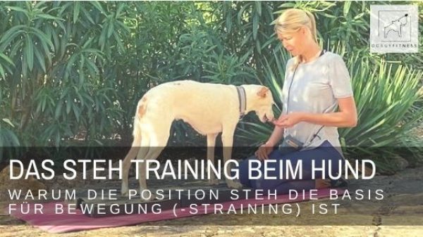 Das Steh Training beim Hund wird oft vernachlässigt. Dabei ist ein korrektes Steh die Basis für gesunde Bewegungen. So trainierst du es!