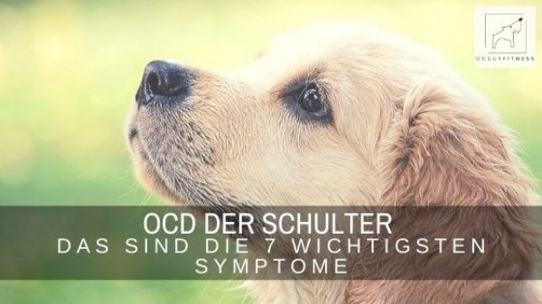Die Symptome der OCD der Schulter beim Junghund sind vielfältig. Die sieben wichtigsten habe ich dir in diesem Artikel zusammengestellt.