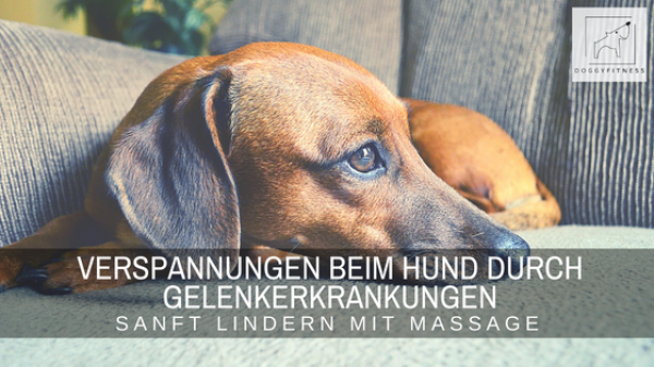 Verspannungen beim Hund entstehen auch wenn er unter Gelenkerkrankungen leidet. Im Artikel erfährst du, wie du sie mit Massage linderst.