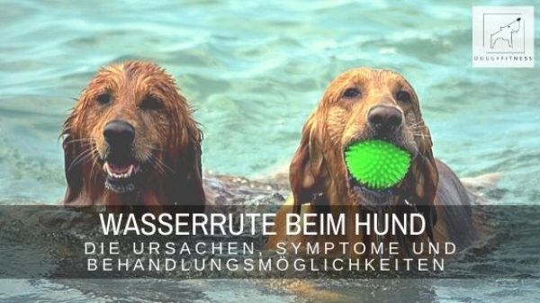Die Wasserrute tritt besonders häufig im Sommer auf, bei Hunden die gerne Schwimmen gehen. Erfahre alles über Ursachen, Symptome & Behandlung.