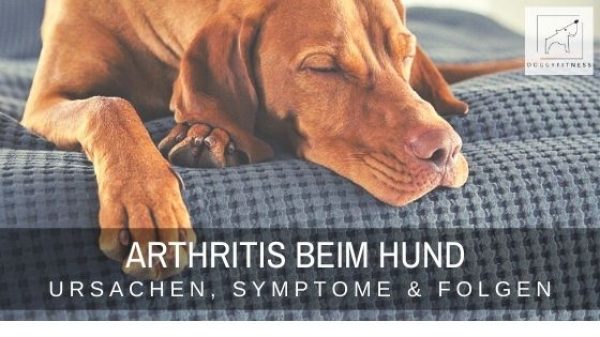 Arthritis beim Hund - Ursachen, Symptome, Folgen