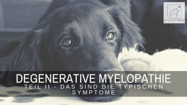 Die Symptome der Degenerativen Myelopathie sind nicht immer ganz eindeutig. Die wichtige Anzeichen findest du hier zusammengestellt.