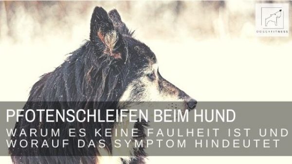 Pfotenschleifen beim Hund - ein Symptom, das man immer ernst nehmen sollte, da es auf neurologische Erkrankungen hindeutet.