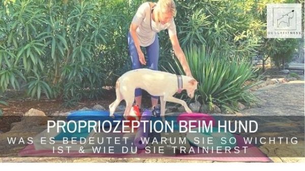 Propriozeption beim Hund - die Eigenwahrnehmung des Körpers. Erfahre hier, warum sie wichtig ist und wie du sie trainierst.