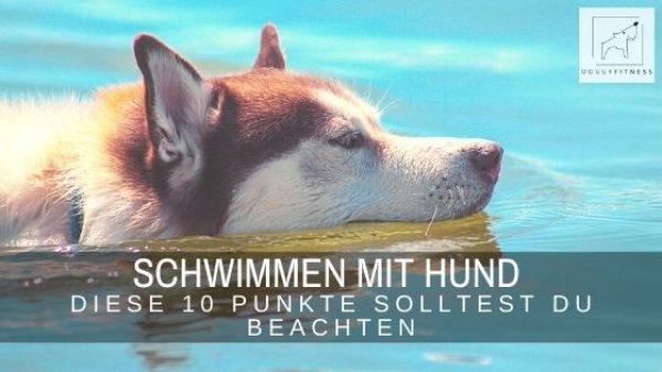 Beim Schwimmen mit Hund gibt es einige Punkte zu beachten. Das gilt für jeden Hund. Hier erfährst du, worauf du achten solltest.