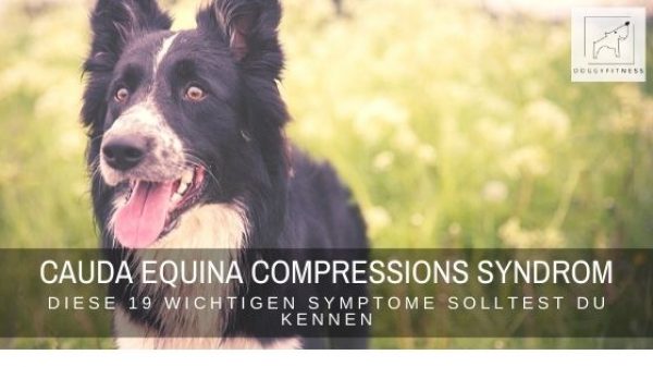 Das Cauda Equina Compressions Syndrom (kurz: CECS) trifft oft Schäferhunde, Boxer und Rottweiler. Aber Achtung: theoretisch kann jeder Hund betroffen sein!