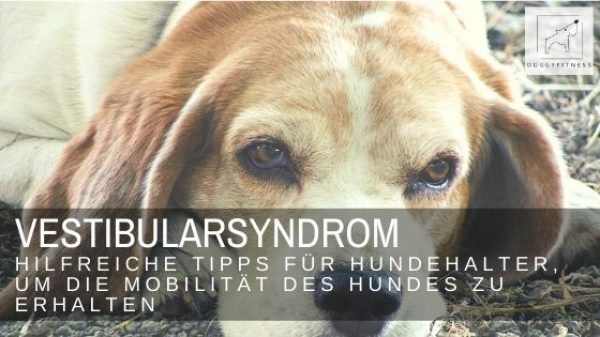 Das Vestibularsyndrom ist längst kein Todesurteil mehr für Hunde. Wichtig ist, dass du die Mobilität deines Hundes erhältst. Ich verrate dir, wie!