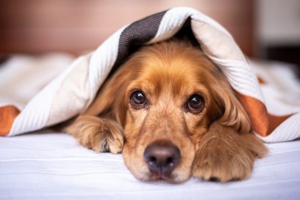 Gelenkschmerzen beim Hund treten häufig auf und beeinträchtigen unsere Hunde. Erfahre hier, woran du sie erkennst und was du tun kannst.