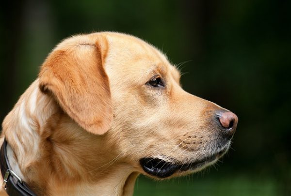 Hüftdysplasie ist eine häufige Gelenkerkrankung, von der unsere Hunde betroffen sind. Erfahre hier alle wichtigen Fakten zum Krankheitsbild.